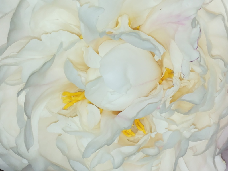flower head, Heart, inflorescence, fragility, freshness, button, no people, plant, rose - flower, Peony, calcium, white color, dessert, 2K, softness, close-up