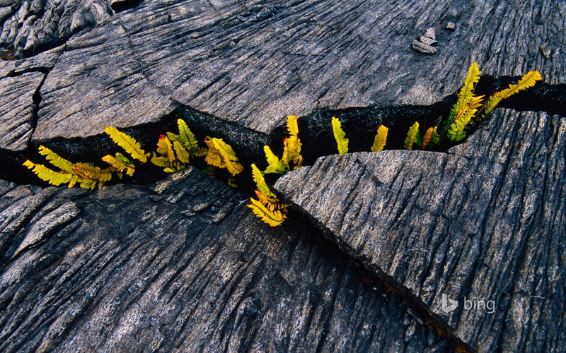 life, nature, animals in the wild, bark, animal wildlife, outdoors, rough, 1080P, plant, high angle view, crevice, new, no people, animal themes, animal
