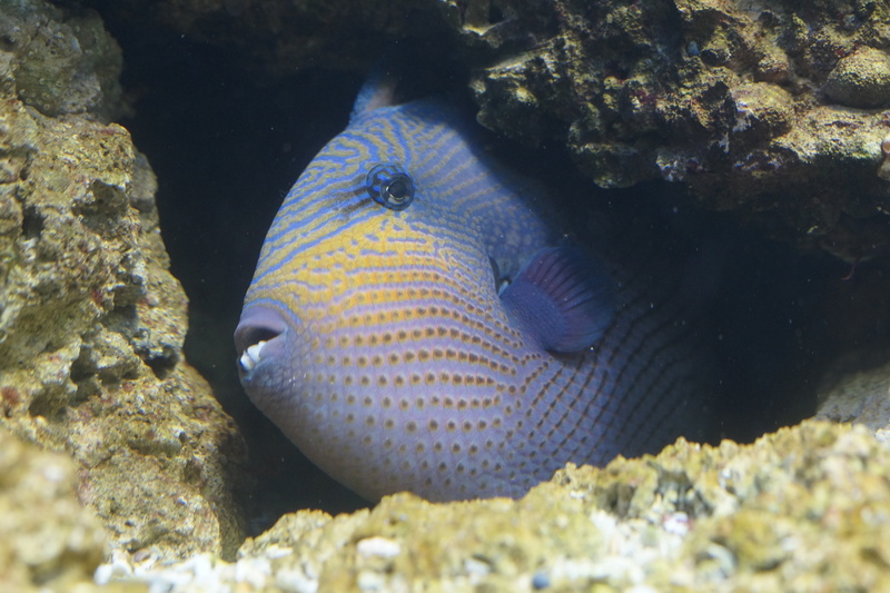 underwater, ecosystem, no people, blue, animal themes, meeresbewohner, 5K, one animal, retired, crevice, sea life, swimming, invertebrate, animal wildlife