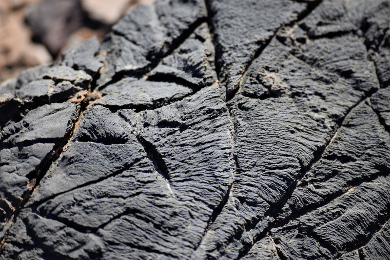 topography, earth, textured, outdoors, south africa, rock, richtersveld world heritage site, wood - material, cracked, diagonals, no people, trunk, nature