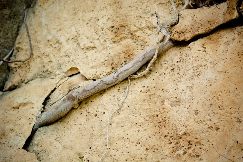 live, one animal, alive, animal body part, snake, tree, vertebrate, Crack, steadfastness, wood, force, no people, animals in the wild, karg, Column, Rock
