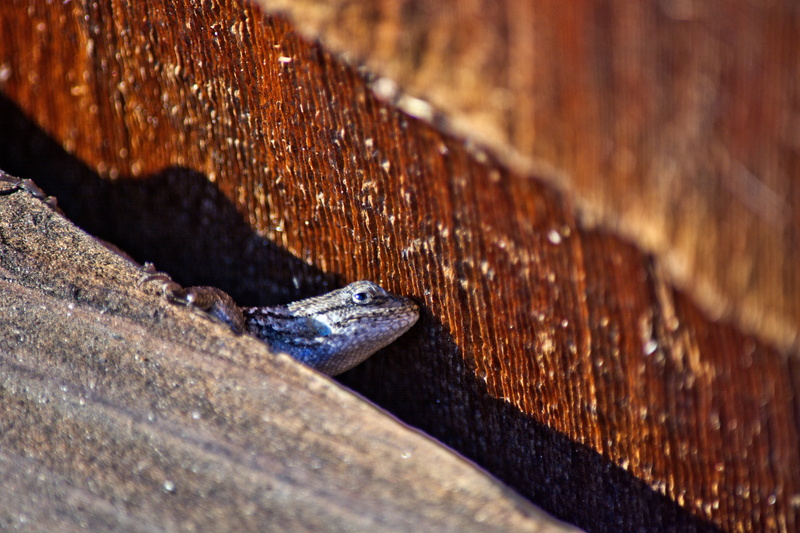 vertebrate, hiding, animal scale, crack, lizard, high angle view, head, close-up, animal, outdoors, small, animal wildlife, wood - material, wild, creature