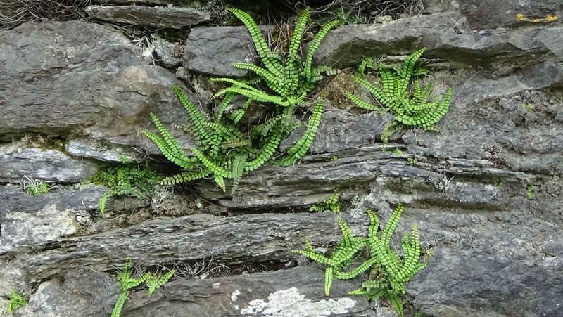 crevices, rock - object, leaf, nature, no people, growth, day, fern, plant, tree trunk, wall, outdoors, beauty in nature, trunk, wall - building feature