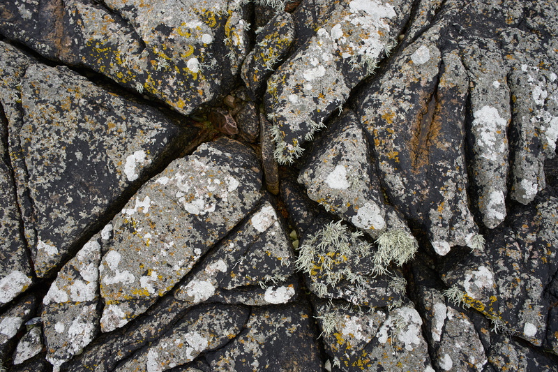 pattern, rough, textured, crevices, no people, 5K, close-up, backgrounds, growth, natural pattern, plant, boulder, trunk, rock, tree, lichen, outdoors