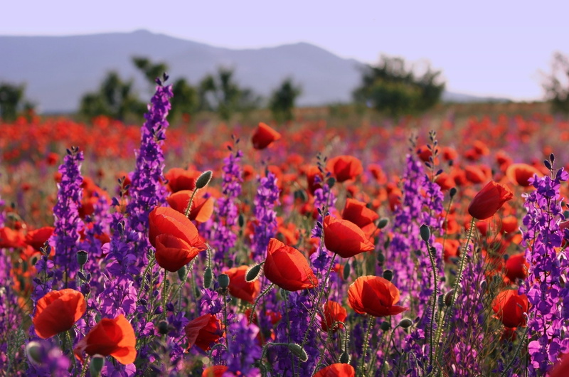 1080P, Purple Flower, Nature, Flower, Depth Of Field, Flowers, Summer, Red Flower, Poppy