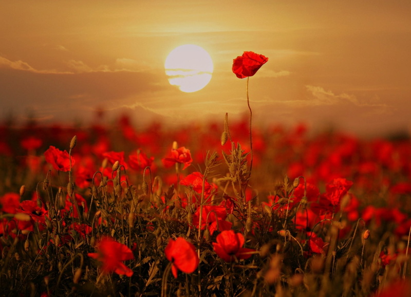 Flower, 1080P, Sunrise, Poppy, Flowers, Summer, Red Flower, Nature