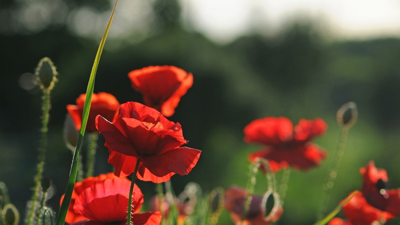 Poppies, Red, 1080P, Flowers, Summer
