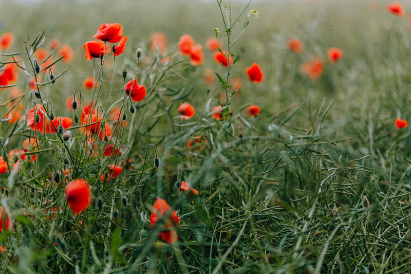 poppy, plant, food, selective focus, environment, no people, day, landscape, bloom, nature, summer, 5K, green, outdoors, wild, wild flowers, growth, tranquility