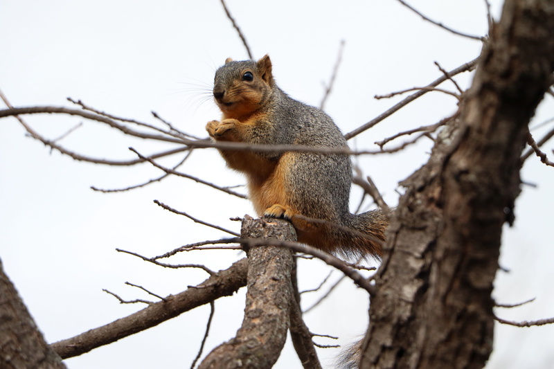 animal wildlife, no people, sitting, grain, vegetable, outdoors, tree, tree trunk, animal, day, text, mammal, nature, electronics, animals in the wild