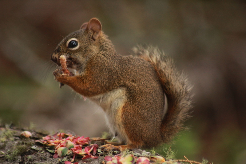 nut, focus, rodent, 5K, photography, animal wildlife, animal, selective, animals in the wild, chipmunk, label, squirrel, plant, rock, green, full length