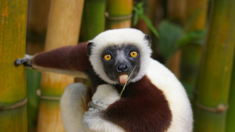 lemurs, 1080P, animals, nature