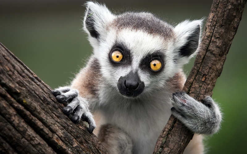 ring, lemur, 1080P, tailed