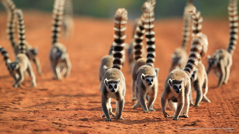 berenty, Animals, lemur, tailed, 2K, madagascar, reserve, private, ring