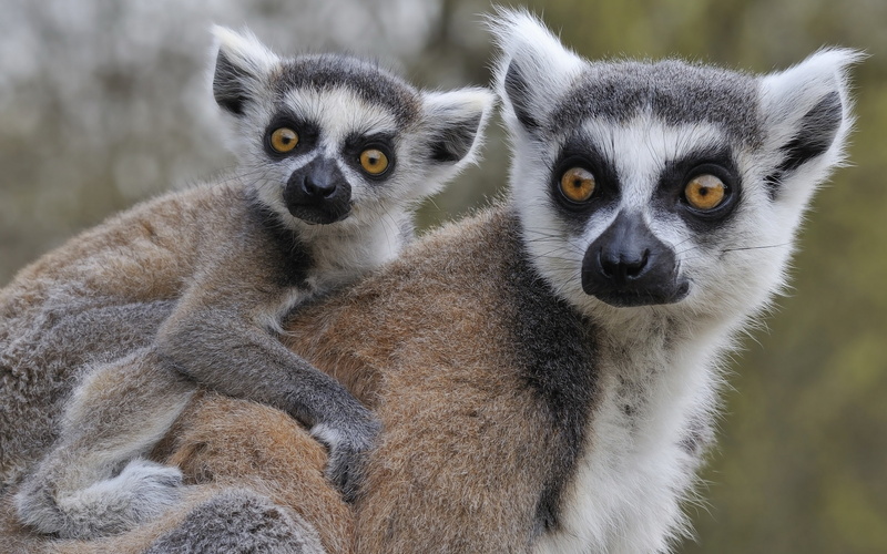 Lemurs, care, animal wildlife, looking, animal family, Katta, animals in the wild, focus on foreground, vertebrate, nature, lemur, 2K, looking at camera