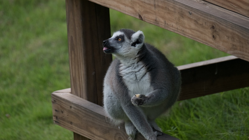 4K, Lemur, Photography