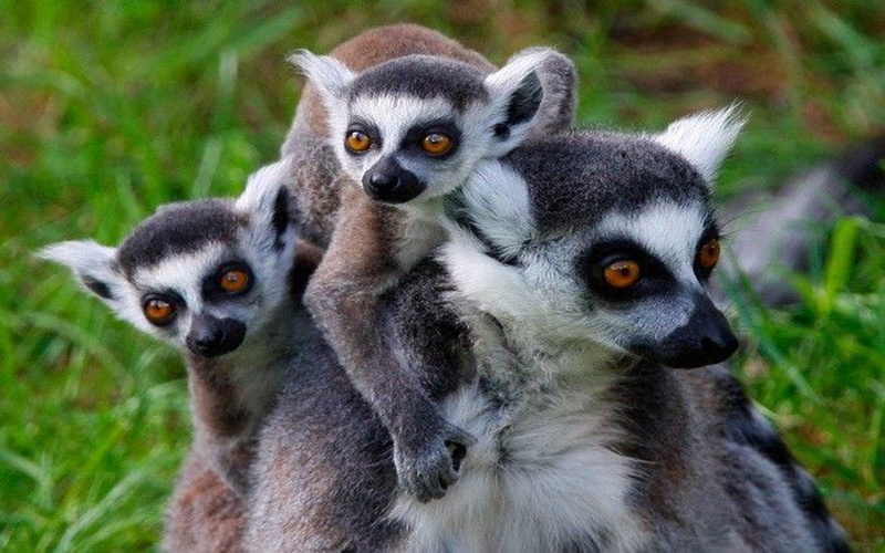 desktop, primate, care, madagascar, no people, island, nature, group of animals, two animals, hd, close-up, young animal, lemur, animal, lemurs, animal themes