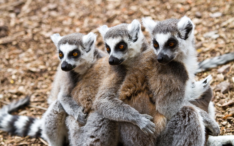 brown, Lemurs, animals, 2K, three, white