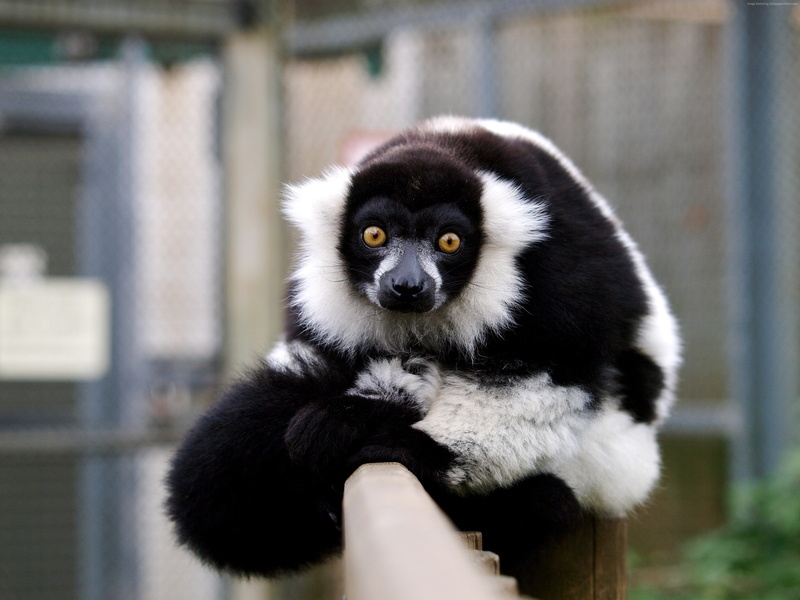 cute animals, lemur, 2K, funny