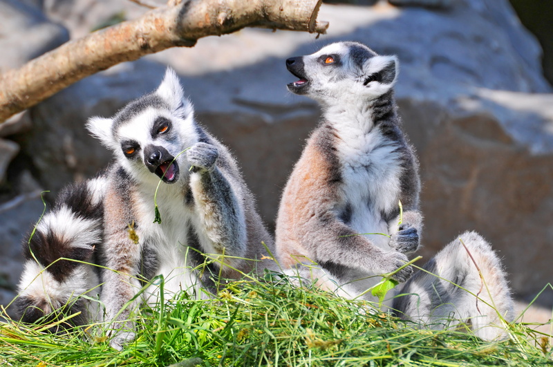 lemur, animals, 4K, grass, couple, lemurs