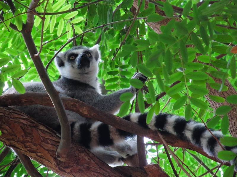 720P, madagascar, primate, lemur