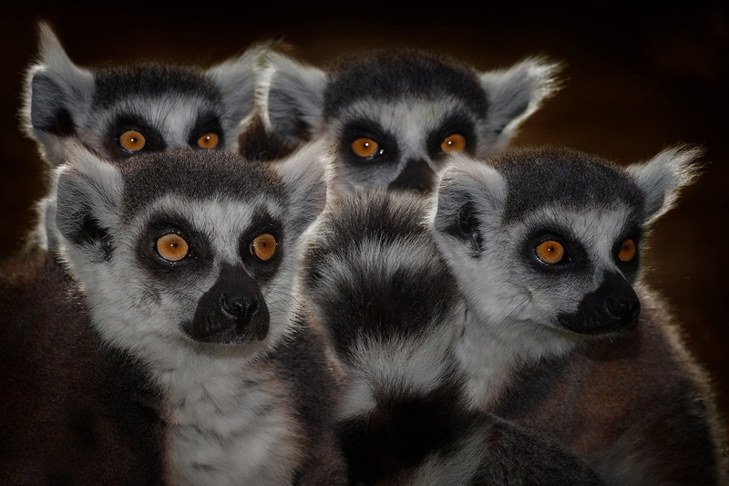 lemurs, herd, ring, 1080P, tailed, eyes, faces, lemur