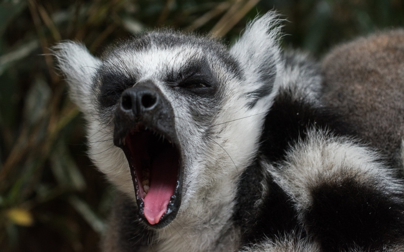 animals in the wild, animal, animal wildlife, animal head, domestic, domestic animals, animal themes, animal body part, close-up, no people, vertebrate