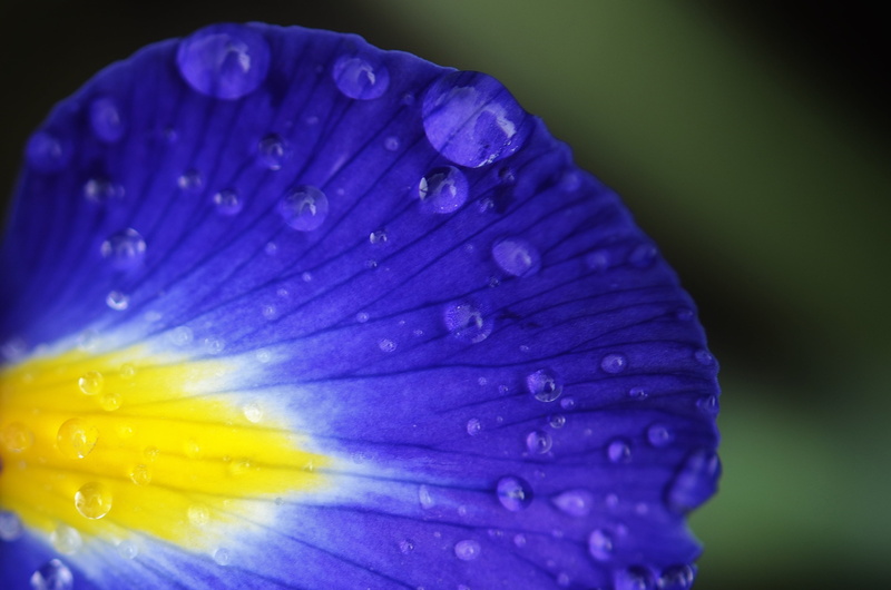 plant, petaled, beauty In Nature, water, raindrop, bloom, pollen, summer, rain, spring, outdoors, flowering plant, flower head, no people, purple, dew