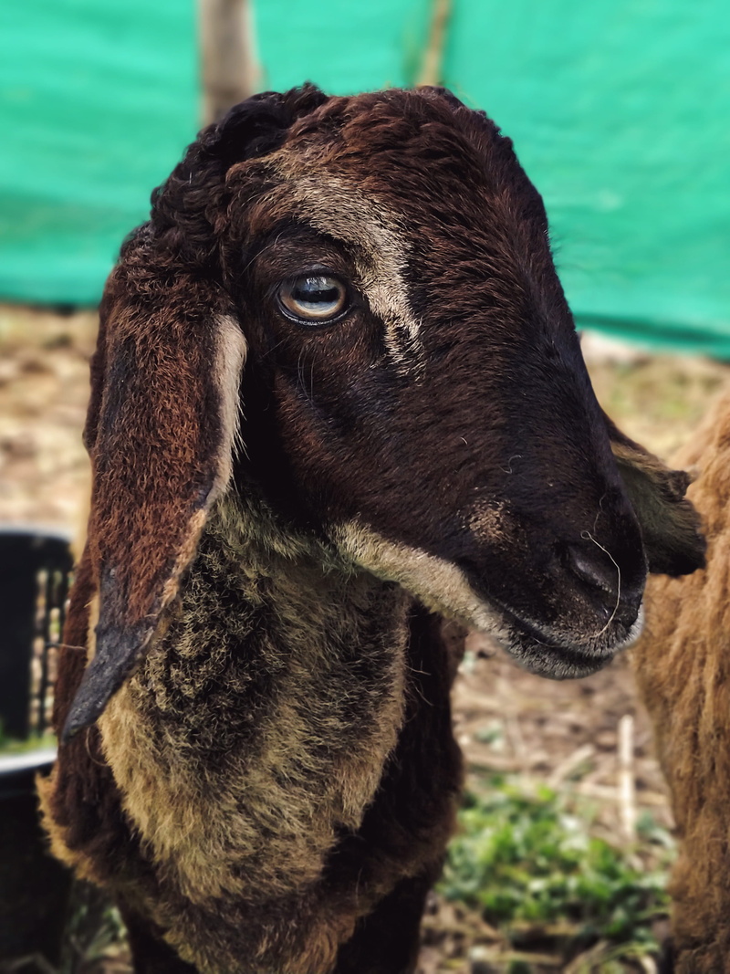 smartphone photography, field, snout, ears, pets, young, livestock, land, brown, day, oneplus, farm, no people, animal themes, oneplus 5, wool, wild, furr