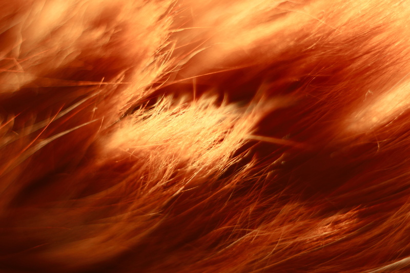 extreme close-up, close-up, motion, cat, no people, orange color, sunlight, nature, backgrounds, day, softness, animals, selective focus, wool, blurred motion
