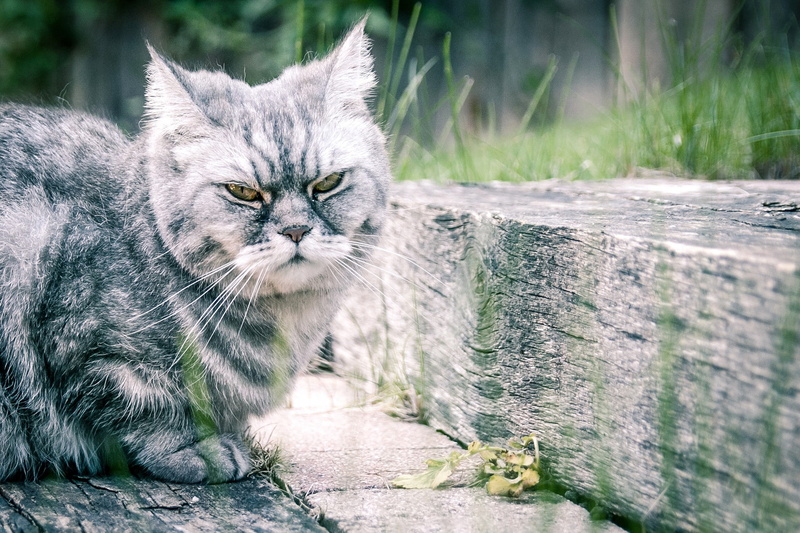 wool, Koshak, Tomcat, cat, mustache, 1080P