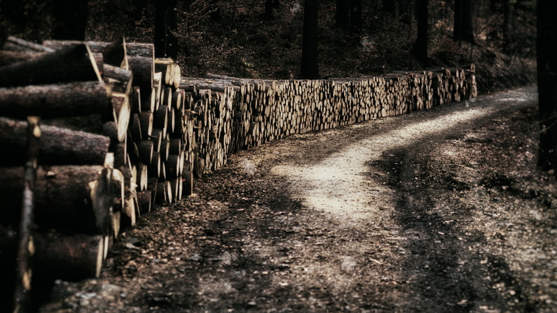 tree, plant, land, 5K, barrier, soil, wood stack, safety, nature, trees, woods, pile, railing, the way forward, stone wall, outdoors, dirt road, ground