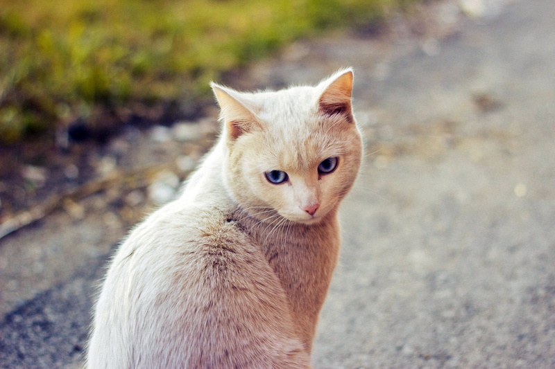 brown, wool, nature, short, coated, 1080P, Cat, eyes