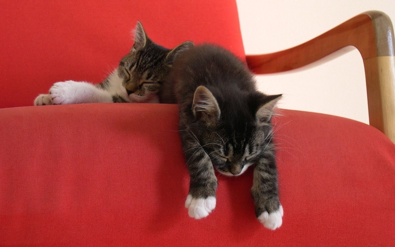 no people, kitten, vertebrate, cat, cozy, red, domestic, pets, sleeping, one animal, domestic animals, animal, 1080P, feline, domestic cat, resting, relaxation
