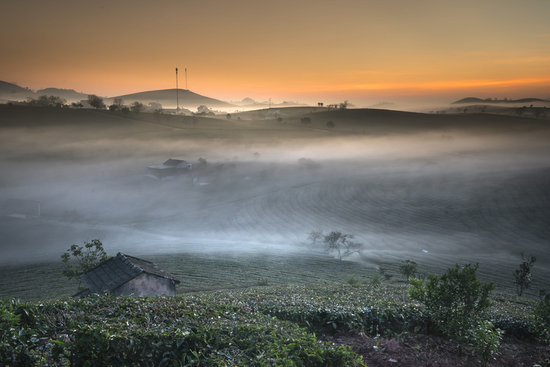 nature, high land, architecture, 5K, travel destinations, plantation, green, the hill, mountain, nice, summer, sun, farm, beauty in nature, asia, tea