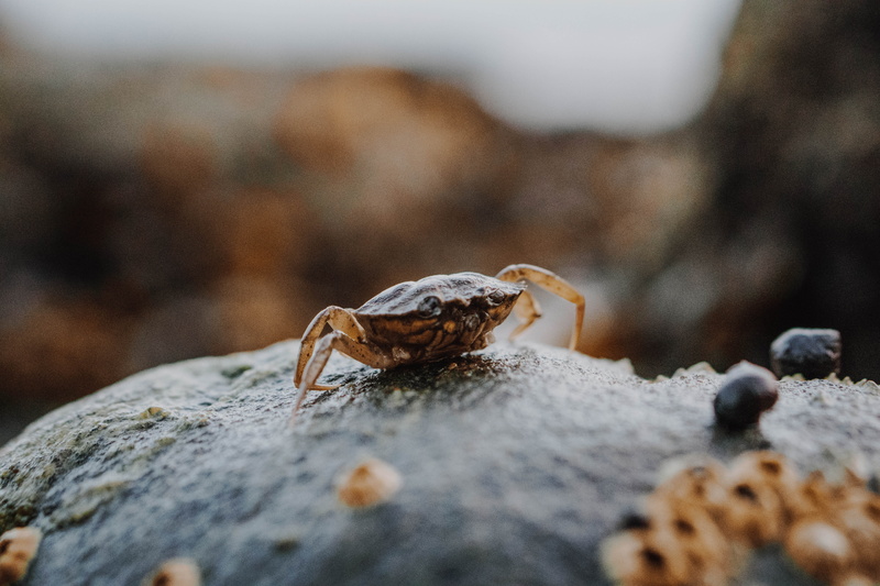 rock - Object, shore, atlantic Ocean, new england, coastline, summer, water, black, tropical Climate, beach, sand, animals In The Wild, island, animal Leg