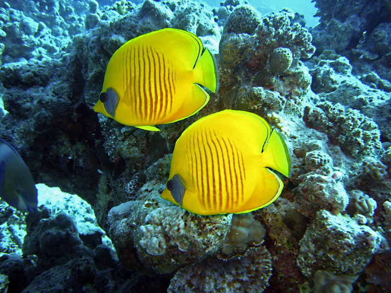 vertebrate, fishes, egypt, animal, animals in the wild, animal themes, marine, pair, no people, undersea, beauty in nature, underwater, butterfly fish