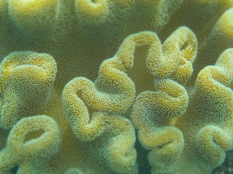 green color, flower head, marine, close, salt water, backgrounds, sea life, plant, close-up, food, undersea, full frame, yellow, no people, underwater