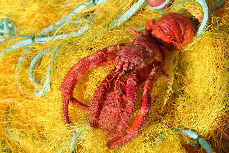 domestic animals, discarded, one animal, animal themes, pets, livestock, bycatch, wool, crayfish, high angle view, vertebrate, dead, textile, yellow, fishing industry