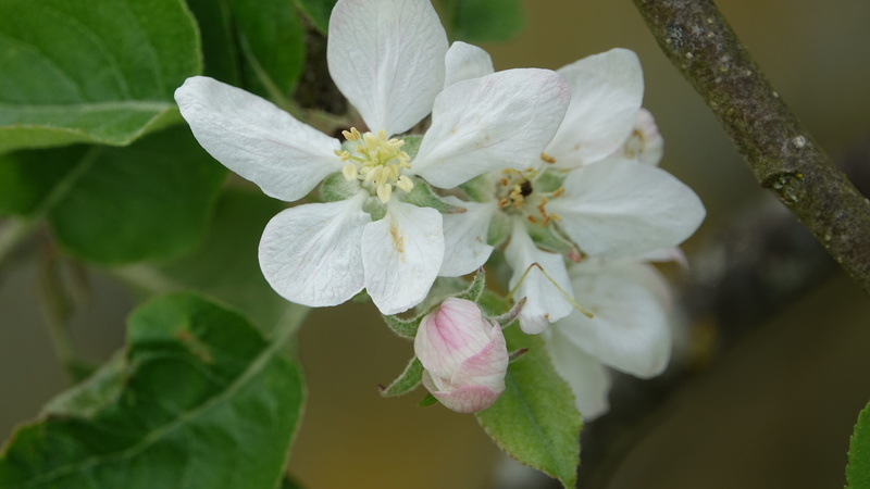 no people, flower, growth, close-up, pollen, plant, nature, queen of the pippin, vulnerability, flowering plant, day, purity, leaf, flower head, beauty in nature
