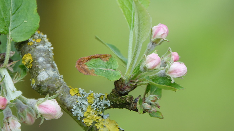 springtime, green color, outdoors, close-up, beauty in nature, no people, flower, inflorescence, queen of the pippin, vulnerability, leaf, day, fragility