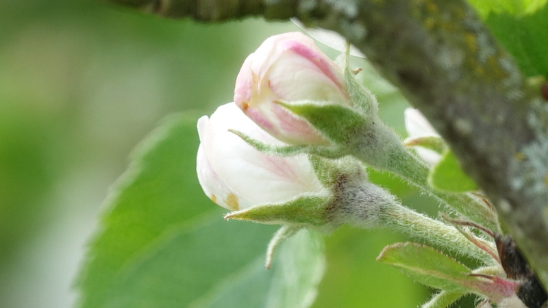 no people, fragility, queen of the pippin, plant, vulnerability, outdoors, apple, springtime, leaf, flowering plant, 5K, beauty in nature, close-up, beginnings