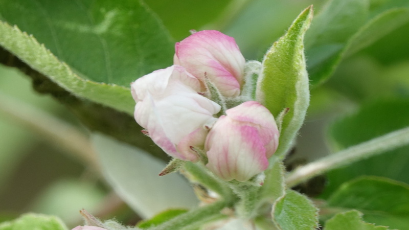 close-up, bud, vulnerability, growth, beauty in nature, plant part, freshness, apple, leaf, queen of the pippin, selective focus, pink color, petal, outdoors