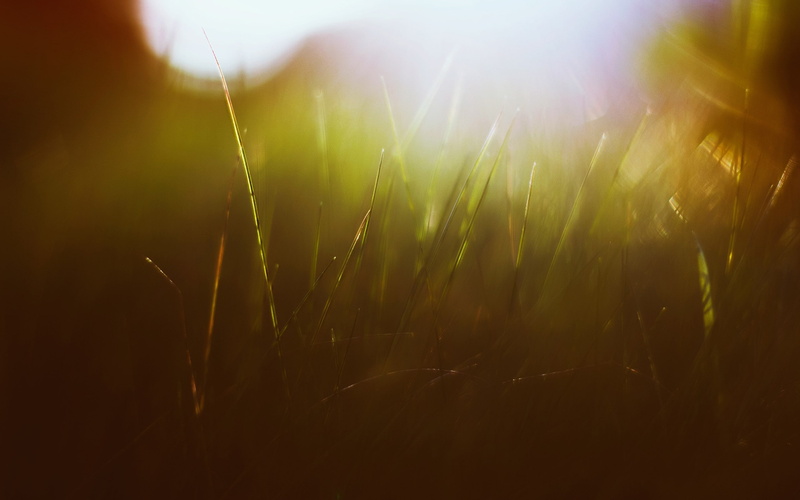 sunlight, green color, nature, beauty in nature, sun rays, land, selective focus, grass, dew, lens flare, outdoors, macro, close-up, field, tranquility
