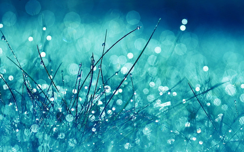 freshness, drop, close-up, macro, pattern, selective focus, beauty In Nature, dandelion, drops, backgrounds, abstract, meadow, defocused, glare, softness