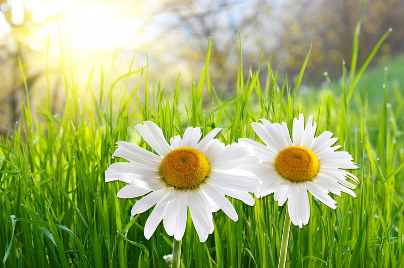 growth, beauty in nature, pollen, grass, flowering plant, daisy, freshness, green color, plant, close-up, no people, outdoors, blade of grass, fragility