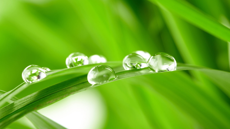dews, condensation, botany, shiny, abstract, lush Foliage, no People, outdoors, summer, rain, fragility, liquid, green Color, vulnerability, growth, leaf