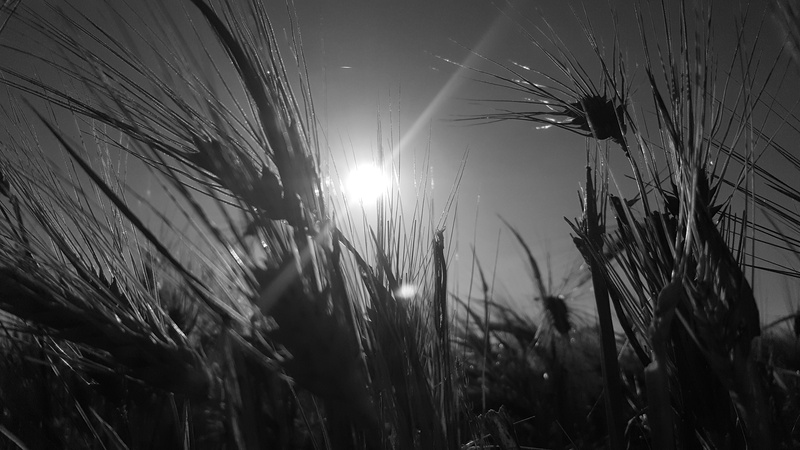 sky, nature, sunlight, agriculture, tranquility, white, land, 5K, growth, black, rural scene, plant, sun, beauty in nature, no people, farm, spikes, bright