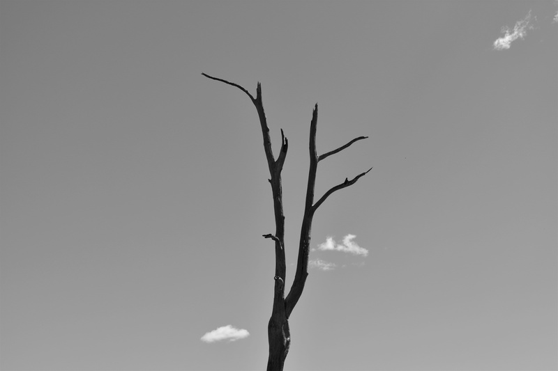 monochrome, 5K, trunk, nature, grayscale, outdoors, day, close-up, silhouette, beauty in nature, growth, branches, black-and-white, tree, plant stem
