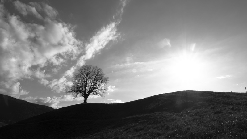 segel 188, black and white, switzerland, backlight, plant, day, tree trunk, beauty in nature, backlit, sunbeam, scenics - nature, no people, 5K, outdoors
