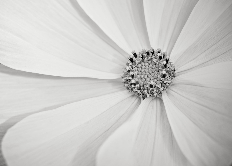 purity, high key, bw, bright, grayscale, f/2.0, flower, texture, radiant, stamens, sunflower, rays, close-up, macro, summer, daisy, 1080P, radial, Cosmos